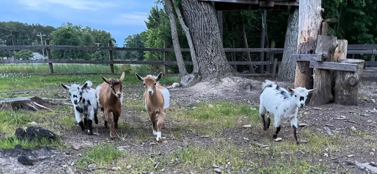 Goats on the farm at Derrinwillan, Dowra