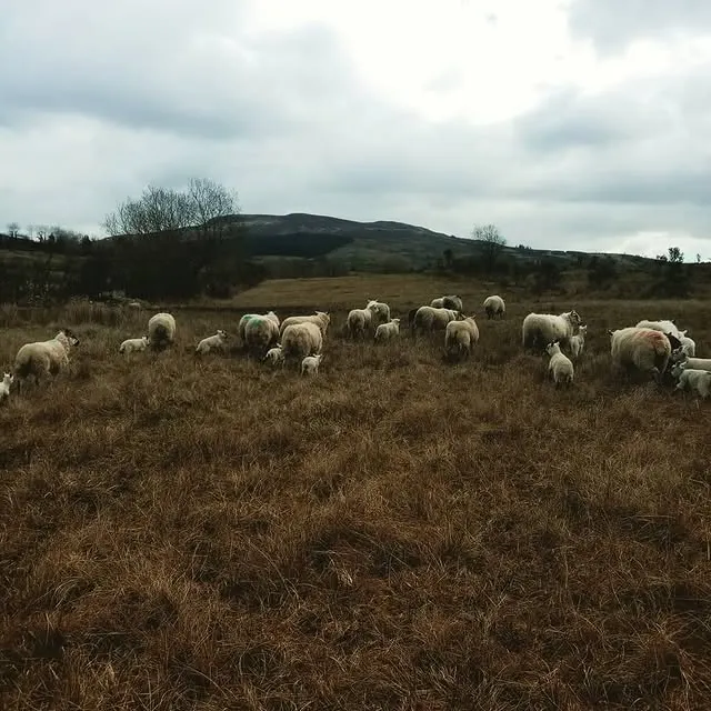 Our flock grazing the rough ground below Sliabh an Iarainn, the Iron Mountain