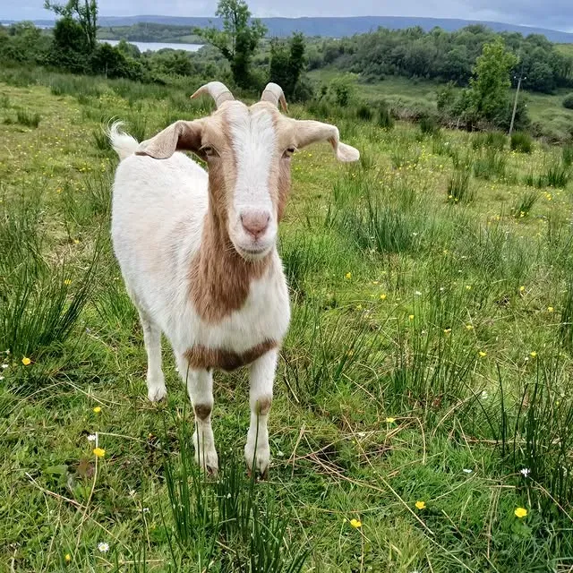 A goat in a buttercup meadow on the farm above Lough Allen